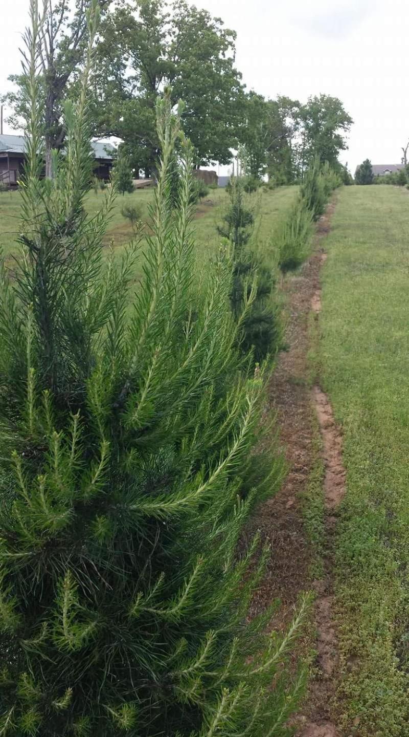 Rural Life On A Real Christmas Tree Farm! Hallmark Experience! Ozark Bagian luar foto