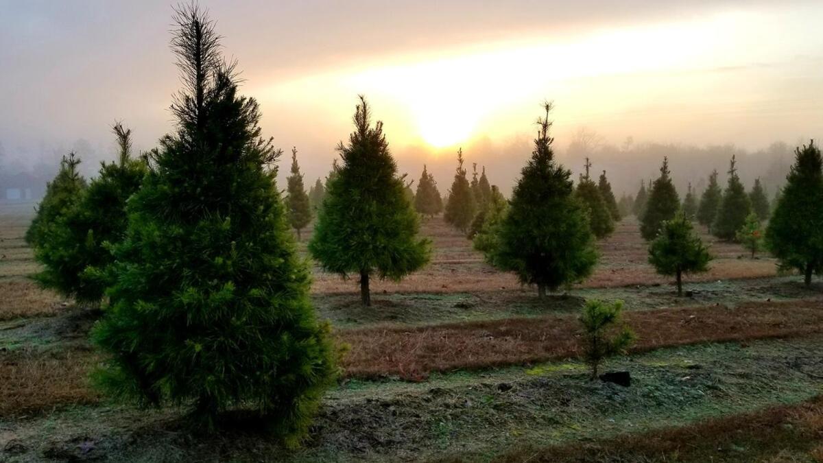 Rural Life On A Real Christmas Tree Farm! Hallmark Experience! Ozark Bagian luar foto