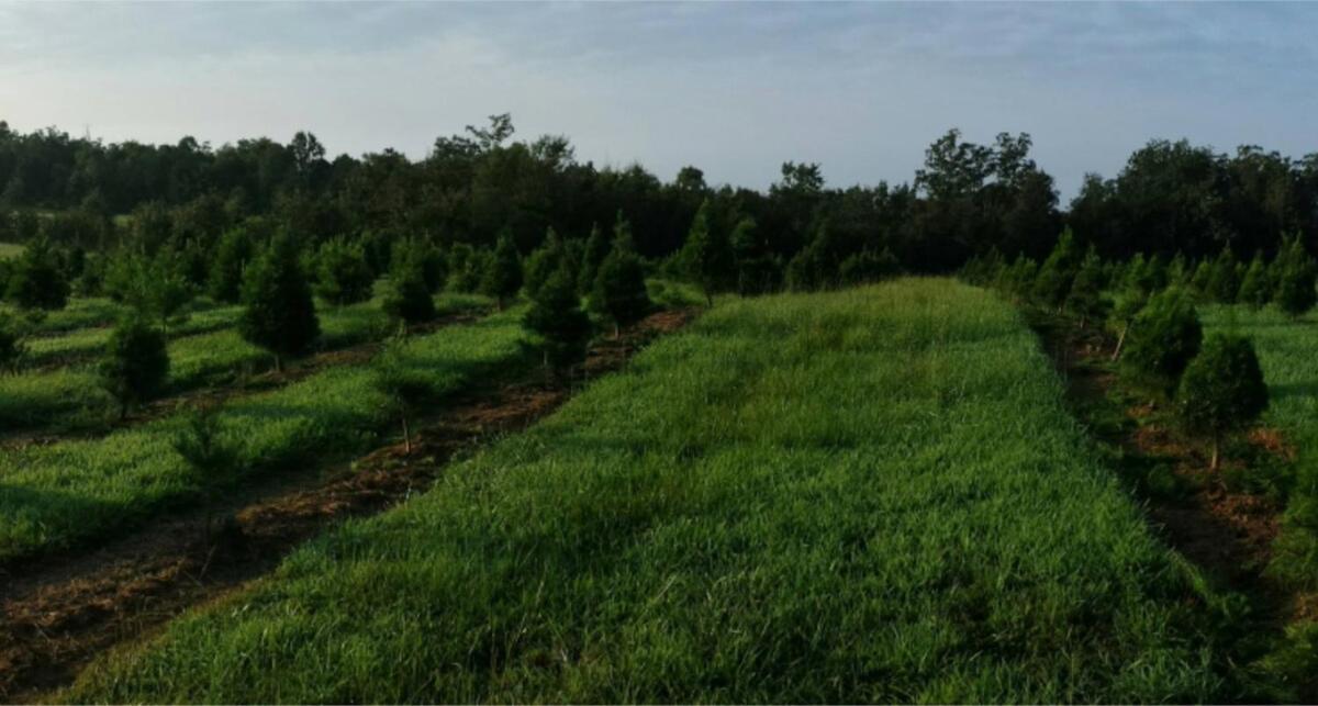 Rural Life On A Real Christmas Tree Farm! Hallmark Experience! Ozark Bagian luar foto
